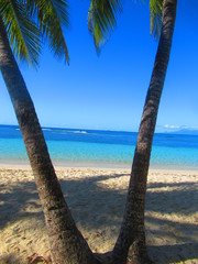 Des palmiers sur la plage de sable blanc devant la mer turquoise et sous un ciel sans nuage