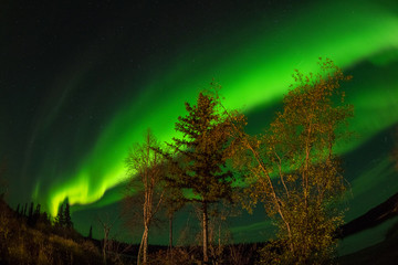 Obraz na płótnie Canvas カナダ　イエローナイフ郊外のオーロラ　Aurora of Yellowknife, Canada