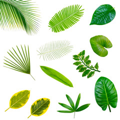 collection various of green leaves pattern for nature concept,set of tropical leaf isolated on white background