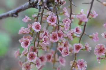Branch of pink wild red currant flowers 