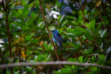 blue bird on a branch