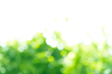 Obraz premium natural green bokeh abstract background,blurred textured