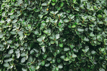 green bush for background textured.