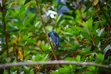 blue bird on a branch