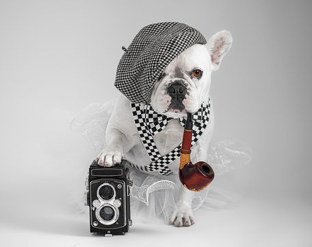 White French Buldog a photographer posing with camera dressed as an artist wearing baret bow tie suspenders tutu,smoking pipe with paw on the camera.