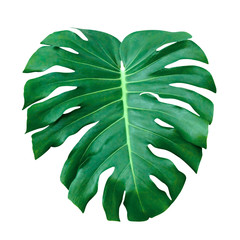 Green leaves pattern,leaf monstera isolated on white background,include clipping path