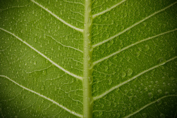 Structure of green leaves with water drop macro shot isolate on white background