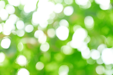 Fototapeta premium natural green bokeh abstract background,blurred textured