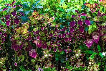 colorful leaves pattern,leaf coleus or painted nettle in the garden