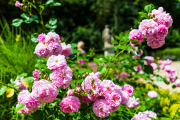 Fototapeta premium Beautiful flowers in a garden in Berlin