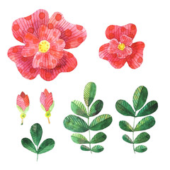 Set of watercolor stylized dog roses elements flowers, leaves, flower bud
