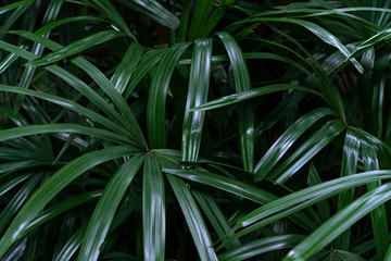 Green leaves pattern,leaf palm tree in the forest