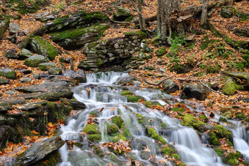 Mossy and leaf filled brooks and stream during the autumn and fall colors of Mt Mansfield area near...