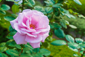 ピンクのバラの咲く庭