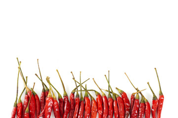 A line of bright red Thai bird chiles isolated on a white background with copy space