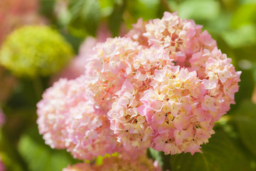 Close up of pink flower of Hydrangea macrophylla, small DoF