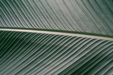 Green leaves texture,tropical leaf for nature background, Calathea lutea foliage tree