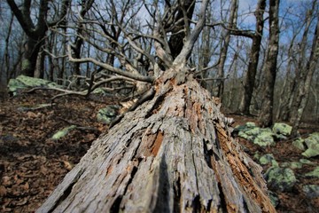 Trunk of a Tree