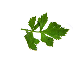 parsley isolated on a white background