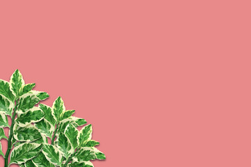 Fototapeta premium green leaves pattern of Redbird Cactus or Slipper-Flower,Jew-Bush,isolated on pink background,Flat lay,paper card