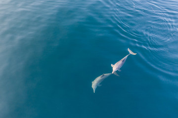 Spinner dolphins, Stenella longirostris, swim in the blue waters of Komodo National Park,...