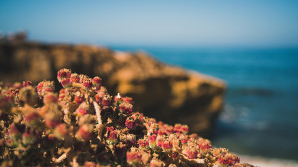 flowers on the beach