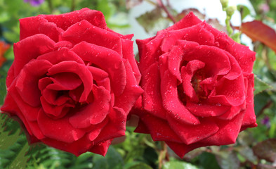 Two buds of a red rose with raindrops close-up. Beautiful background with roses. Red roses bloom in the garden. Morning dew on flower petals. Nature.