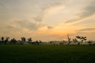 Silhouette of trees at misty morning sunrise.