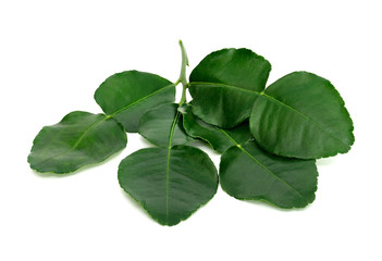 Green leaves pattern,leaf kaffir lime isolated on white background