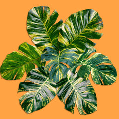 Fototapety  Zielony wzór liści palmowych dla koncepcji natury, tropikalny liść na pomarańczowym tle
