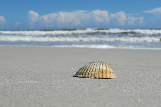 Beige conch on ocean background in Atlantic coast of North Florida
