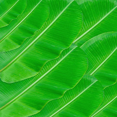 Fototapeta premium Green leaves pattern for nature concept,tropical leaf textured background