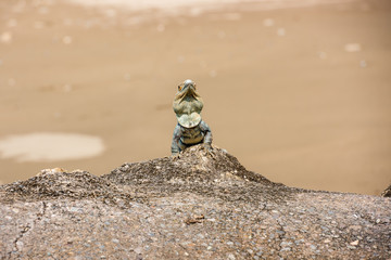 Iguana sitting on a stone on the Pacific coast.