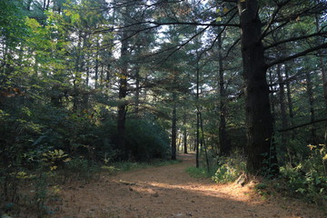 Hike in Forest Nature