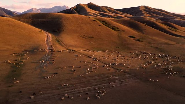 Aerial of a groupe of cheep in pasture in Atlas Mountains, Morocco