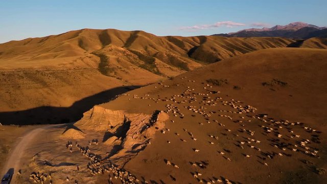 Aerial of a group of cheep in pasture in Atlas Mountains, Morocco