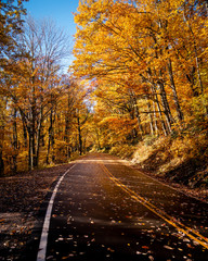 road with autumn colors 