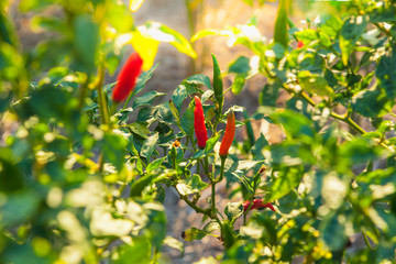 Chilli field in the countryside