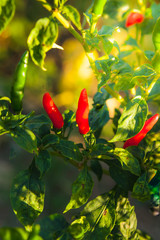 Chilli field in the countryside