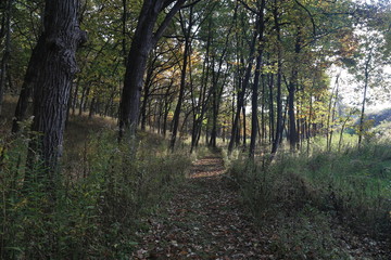 Hike in Forest Nature