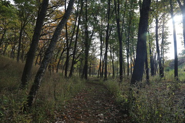 Fototapeta premium Hike in Forest Nature