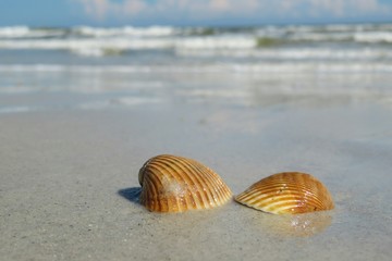 Fototapeta na wymiar Seashells on ocean background in Atlantic coast of North Florida