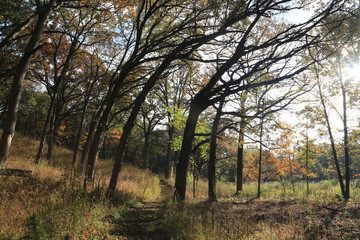 Fototapeta premium Hike in Forest Nature