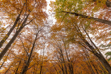Fototapeta premium 紅葉の森 長野県