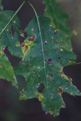 Close Up Nature Macro