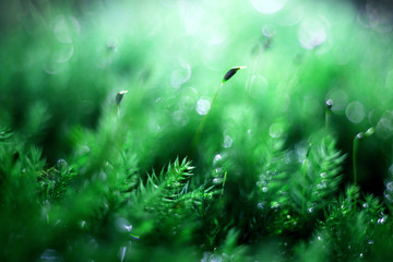 The green bryophytes in the forest, emerging from the seeds, show a strong vitality