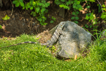 Iguana is sitting on a stone. Costa Rica.