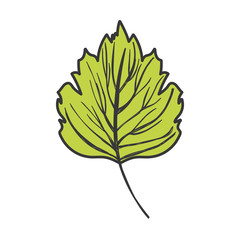 Fototapeta premium natural leaf foliage autumn on white background