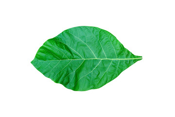 Naklejka na ściany i meble Green leaves pattern,leaf teak isolated on white background,include clipping path