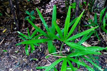 Green leaves pattern,leaf palm tree in the forest